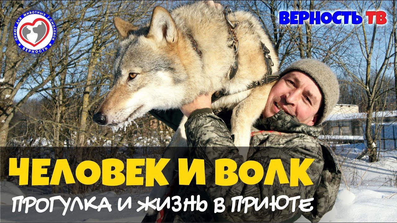 Человек и волк. Идеальное взаимопонимание человека с волком