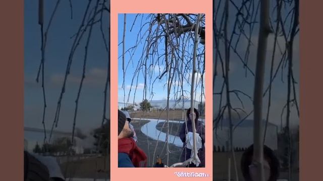 Обрезка декоративных плакучих форм на штамбе смотреть онлайн