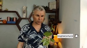 Результат настольной прививки на саженец винограда