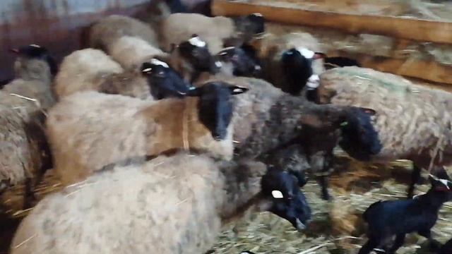 Секреты выращивания ягнят Романовской породы овец (ЧАСТЬ 1 ПОДПОЙКА) смотреть онлайн