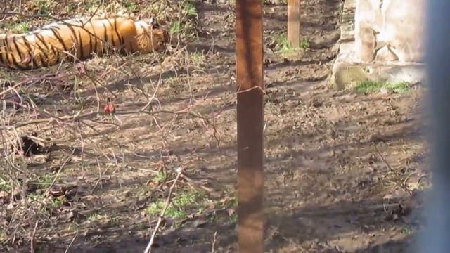 Уссурийская тигрица смотреть онлайн