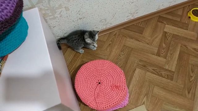Котенок не без приключений познает мир? Тигровый Табби смотреть онлайн