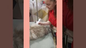 Стрижка кота под льва.