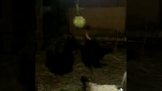 Что бы куры не зажирели смотреть онлайн