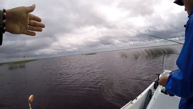 Ловля окуня на блесны. Ездили на Полу, Ловать, Верготь, Ильмень. смотреть онлайн