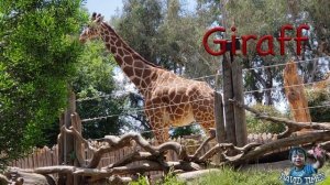 Learn Zoo Animals | Учим Животных в Зоопарке на Английском.