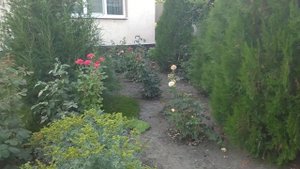 розы из пятёрочки результат