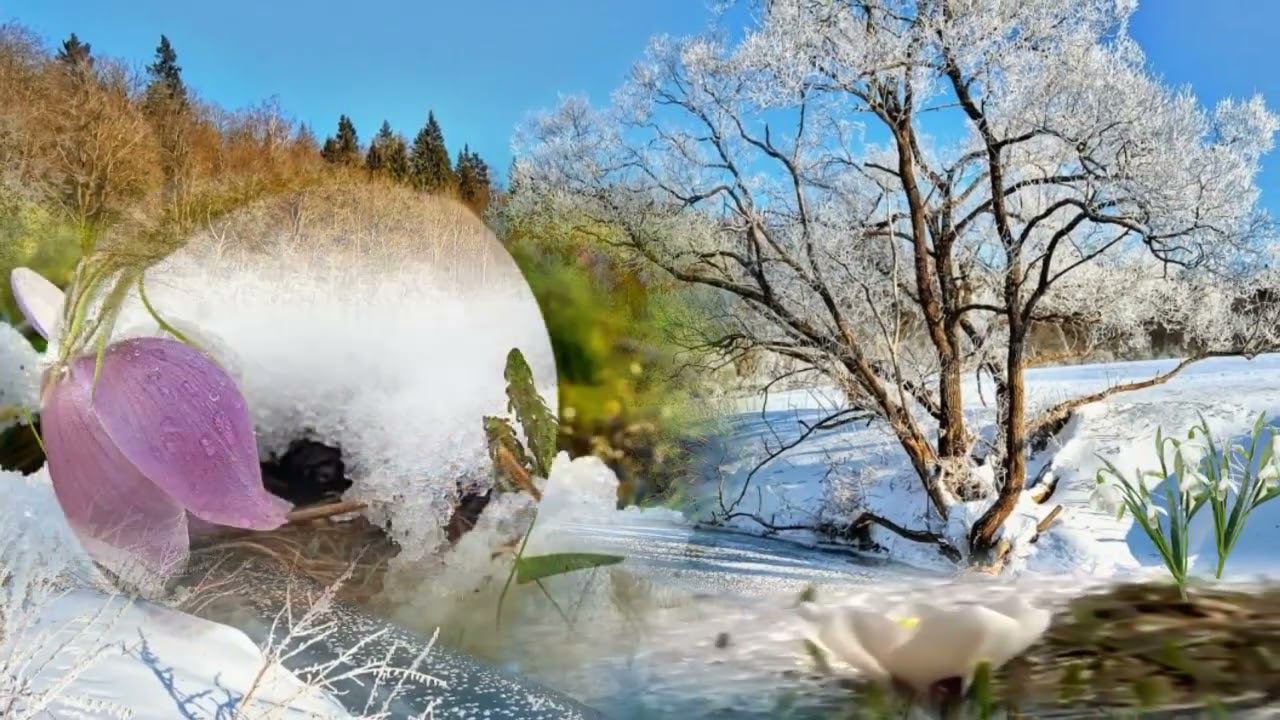 Я хочу подснежников  сл . и муз . Ирины Скибиной  исп. Ольга Рыбникова .