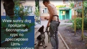 щенок тянет поводок -как отучить? как научить щенка ходить рядом с вами. Видео по дрессировке щенка