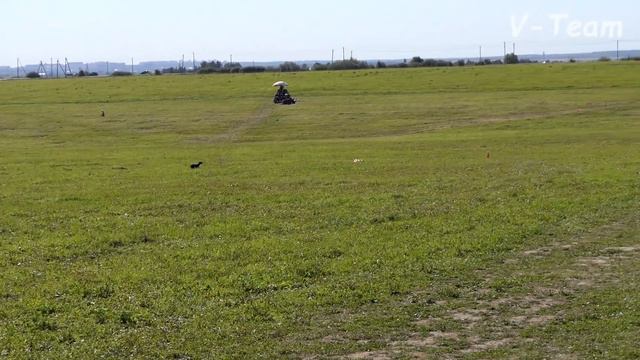 Левретка. ELEDI GRACE NALA MIA GIOIA D'ORO (К) - ARNO NERO STELLA DI CELESTE (Б). Суханово-2018. смотреть онлайн
