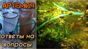 Ещё немного об артемии