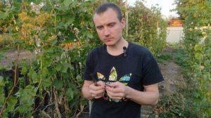 Виноград Джек Пот(Криули С.И) Красная Роза( Калугин В.М) и другие прививки этого года