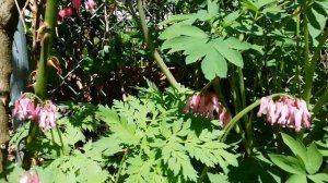 Old-Fashioned and Fern-Leaf Bleeding Hearts in Bloom