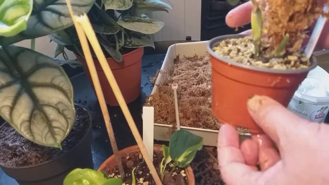 Gör mosspåle av sticknålar till Scindapsus Treubii Dark och Philodendron Cream Splach смотреть онлайн