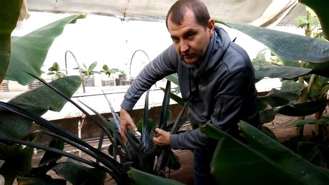 #Ананас крупноплодный смотреть онлайн