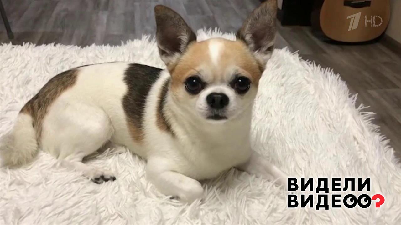 Фунтик - эксперт по закрыванию дверей. Видели видео? Фрагмент выпуска от 19.01.2020