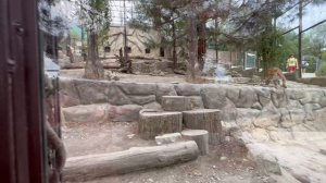 Леопард. Сафари-парк. Геленджик