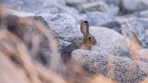 40 ИНТЕРЕСНЫХ ФАКТОВ О ЗАЙЦАХ