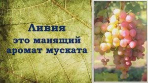 Ливия виноград.