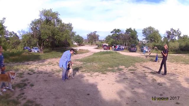 Соревнования по послушанию смотреть онлайн