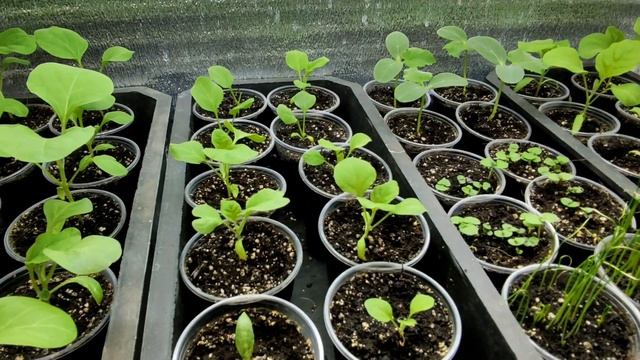 ?????ОБЗОР МОЕЙ РАССАДЫ НА 5 АПРЕЛЯ. ПОЧЕМУ РАССАДА РАЗНАЯ ПО РАЗВИТИЮ