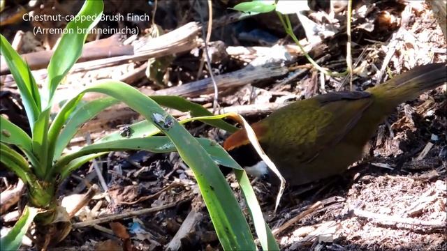 Chestnut-capped Brush Finch (Arremon brunneinucha) смотреть онлайн