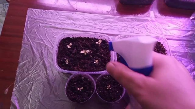 Петуньи. 8.04.23.Кормлю, пытаюсь полечить..... смотреть онлайн