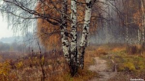 У сгнившей лесной избушки... Рубцов