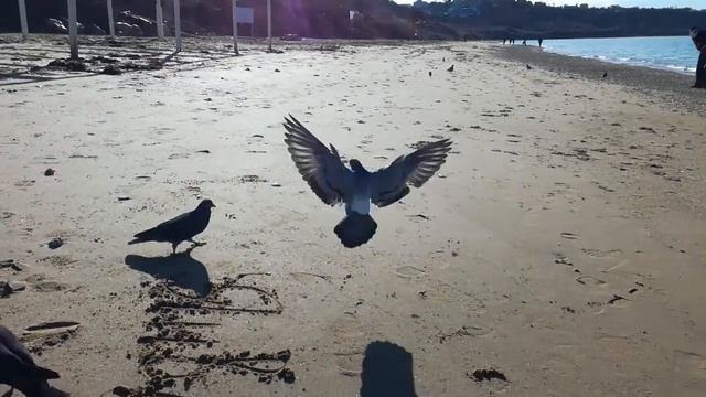 Пляж, кормление голубей Учкуевка. смотреть онлайн