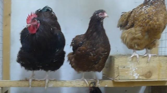 ОРПИНГТОН СИТЦЕВЫЙ (ФАРФОРОВЫЙ) смотреть онлайн