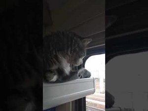 КОТ Кузьма ПУТЕШЕСТВЕННИК из Краснодарского края в г. Улан-Удэ