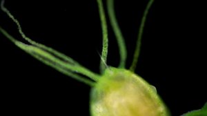 Зелёная гидра под микроскопом