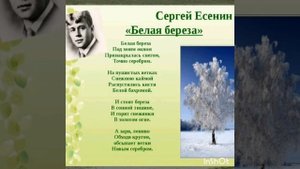 Учим наизусть стих Сергея Есенина "Белая берёза ".