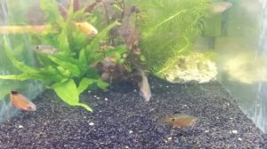 Барбус огненный Вуалевый (Barbus conchonius Hi Fin)
