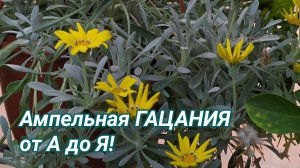 Ампельная ГАЦАНИЯ от А до Я!