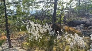 Мыс Импиниеми