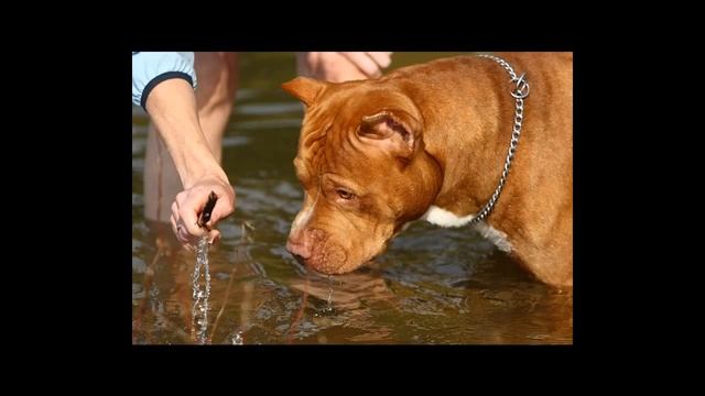 Топ 10 самых сильных пород собак