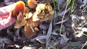 Грибы растущие на деревьях. Это опята или  гриб-двойник?