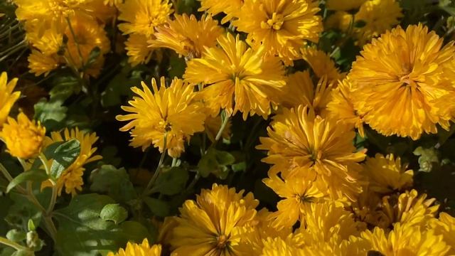 Хризантема-последние краски осени. смотреть онлайн