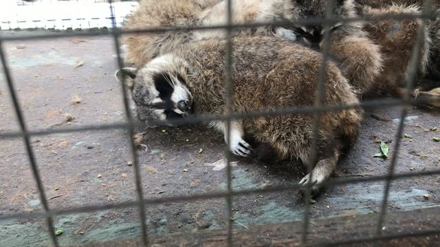 Крокодиловая ФЕРМА/Алиса кормит ?крокодила! АНАПА AlisaSever/crocodile farm VLOG смотреть онлайн