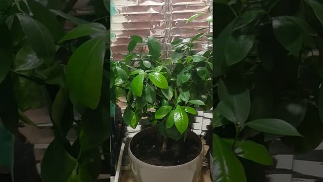 Насекомые в горшке у цитруса. смотреть онлайн