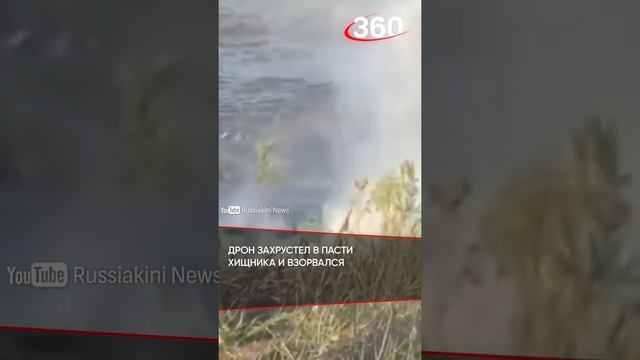Аллигатор съел квадрокоптер