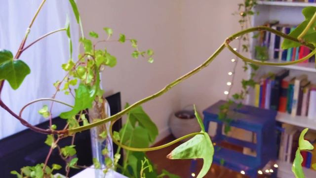 How To Look After Your Houseplant Ivy (Including Propagating And Repotting) смотреть онлайн