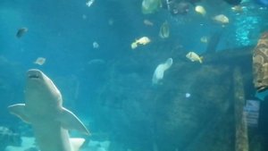 АДЛЕР.  ОКЕАНАРИУМ. Представление: аквалангист кормит рыб ?? .  04.23.