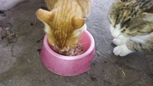 Кормлю своих животных