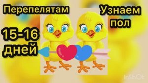 Перепелятам 15-16 дней. Определяем пол