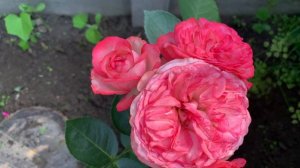 Роза Розовый Лед (  Rose Pink Ice ) плетистая г. Киев 2020 г.