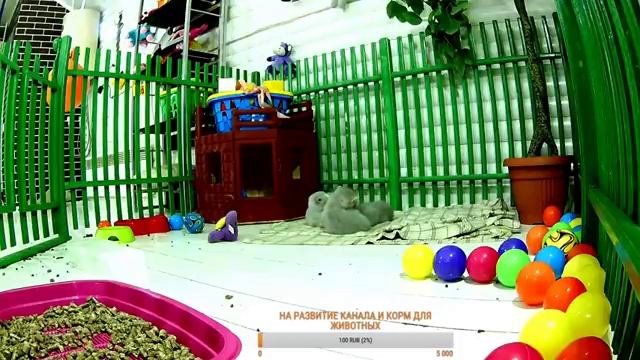 КОТЯТА ИГРАЮТ ОНЛАЙН Cat and kitten смотреть онлайн