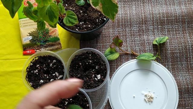 #хаутюния#многолетник#покупка#черенкование.