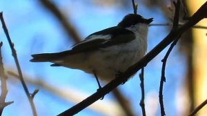 Голоса птиц , мухоловка-пеструшка, voices of birds, flycatcher